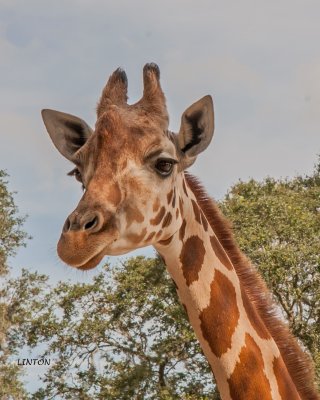  GIRAFFE 100ppi IMG_7995 copy.jpg