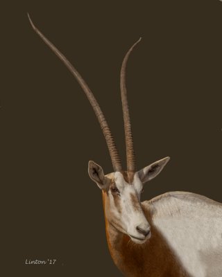 SCIMITAR-HORNED ORYX 100ppi IMG_8153 copy.jpg