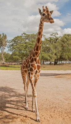 RETICULATED GIRAFFE 100ppi IMG_8003 copy.jpg