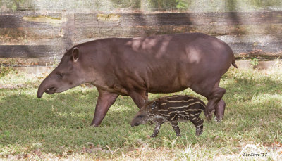 SOUTH AMERICAN TAPIR 2 289ppi IMG_8111.jpg