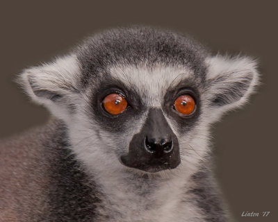 RING-TAILED LEMUR 2 139ppi IMG_8064.jpg