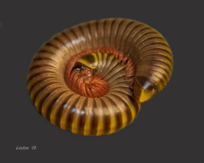 MACRO_MILLIPEDE2__IMG_9666.jpg