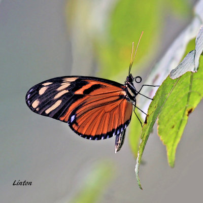 FOREST_BUTTERFLY_Costa_Rica2_AKVIS_100ppi_IMG_0064AA_copy.jpg