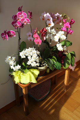 Inge's Orchid collection 