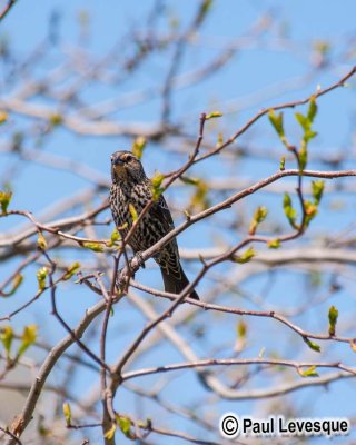 Red-winged Blackbird - Carouge  paulettes