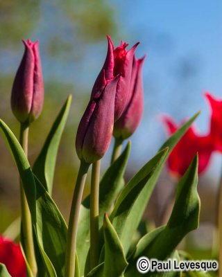 _15A0780 AE.jpg