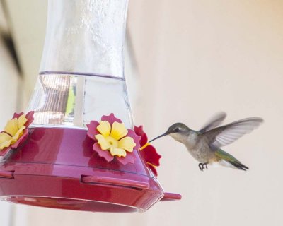 Ruby-throated Hummingbird - Colibri  gorge rubis