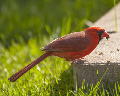 Northern Cardinal - Cardinal rouge