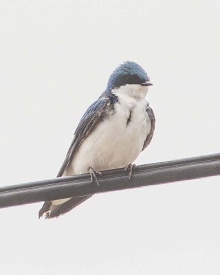 Tree Swallow - Irondelle Bicolore