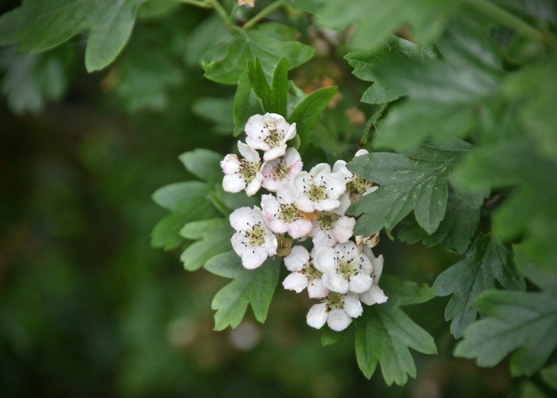 Hawthorn or May Flower