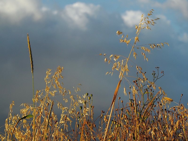 Golden summer evenings