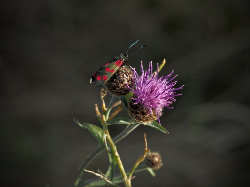 Burnet Moth