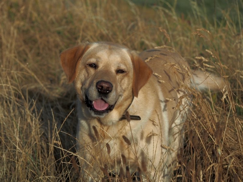 Golden Fudge