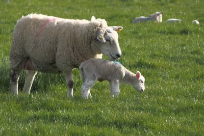 Happy Mother's Day to ewe all