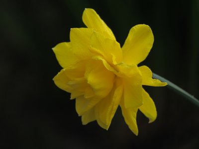 Days of raindrops and daffodils