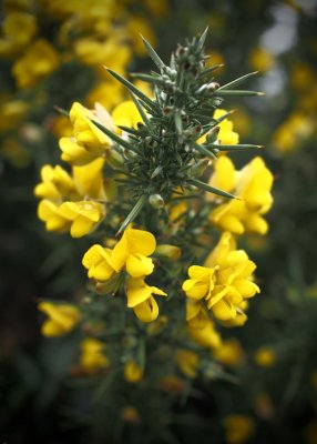 Colour on a  Grey Day