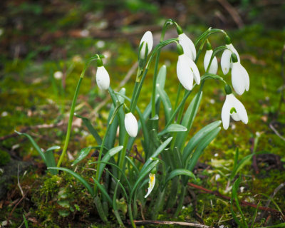 Snowdrops