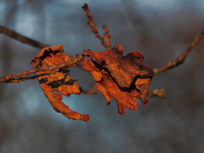Hanging in and waiting for spring