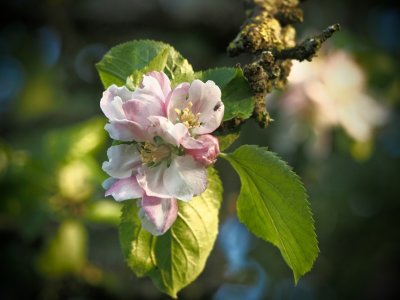 Apple Blossom