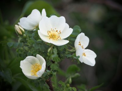 Wild roses
