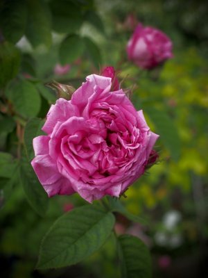 Old rose