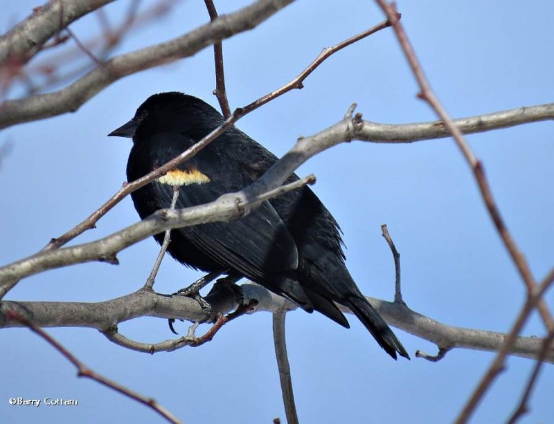 Red-winged blackbird, male 