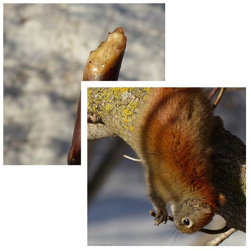Red squirrel eating sap