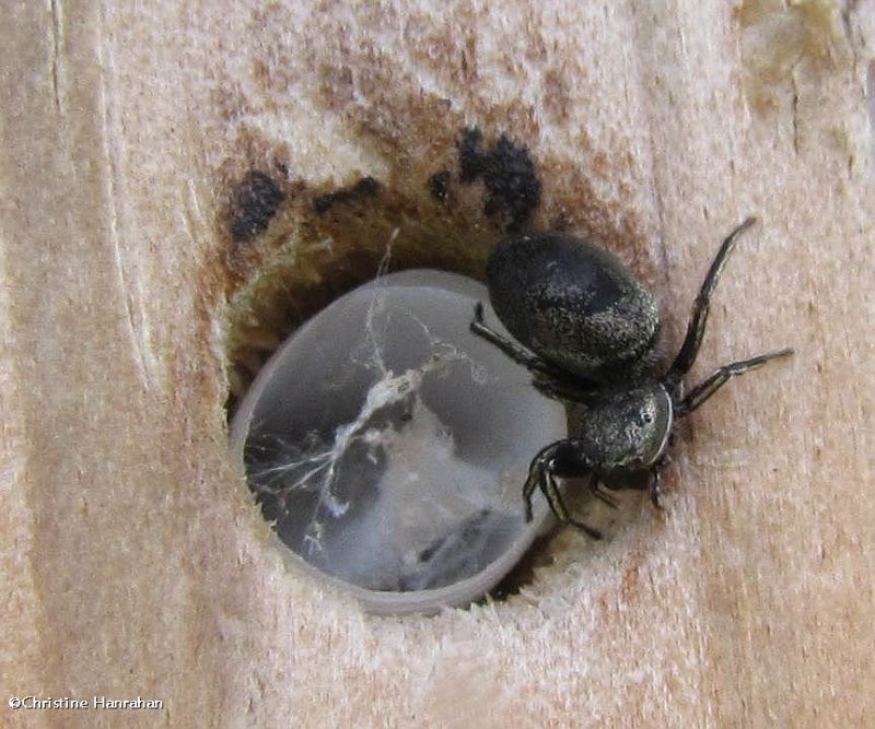 Jumping spider (<em>Tutelina similis</em>)