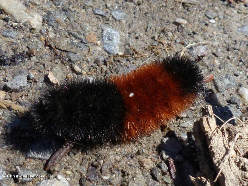 Woolly bear caterpillar  (Pyrrharctia isabella)