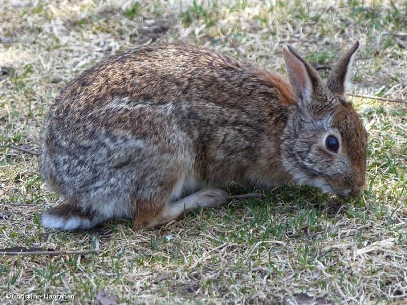 Eastern cottontail rabbit  (Sylvilagus floridanus)