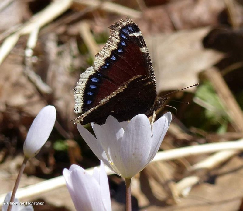 Mourning cloak butterfly (Nymphalis antiopa)