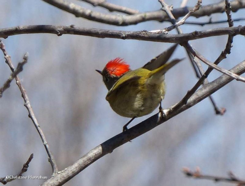 Ruby-crowned kinglet, male