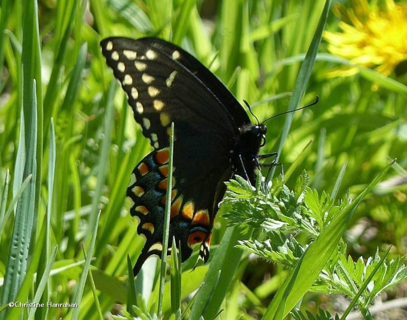 Black swallowtail  (<em>Papilio polyxenes</em>)