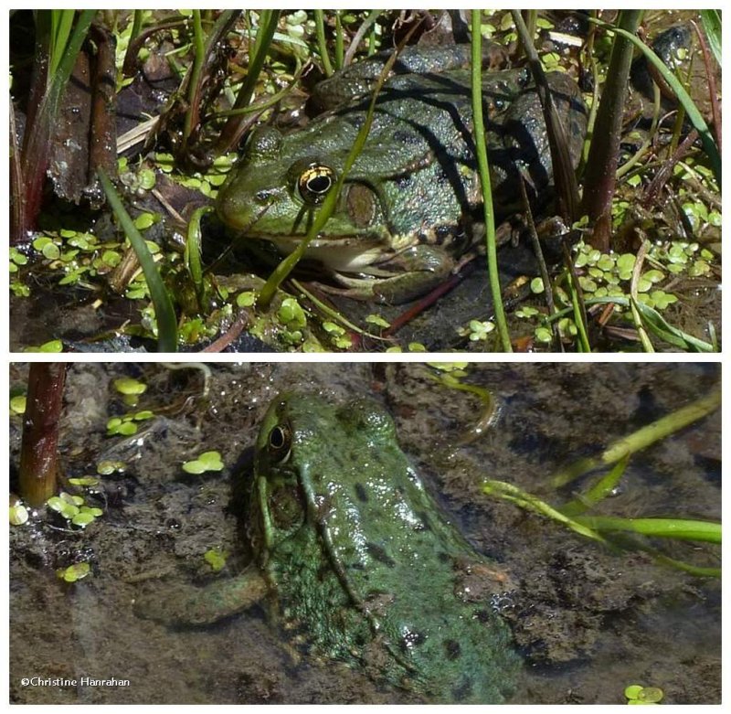 Green frogs  (Lithobates clamitans)