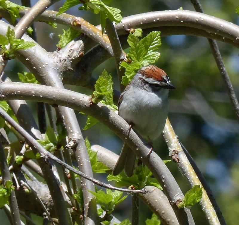 Chipping sparrow 