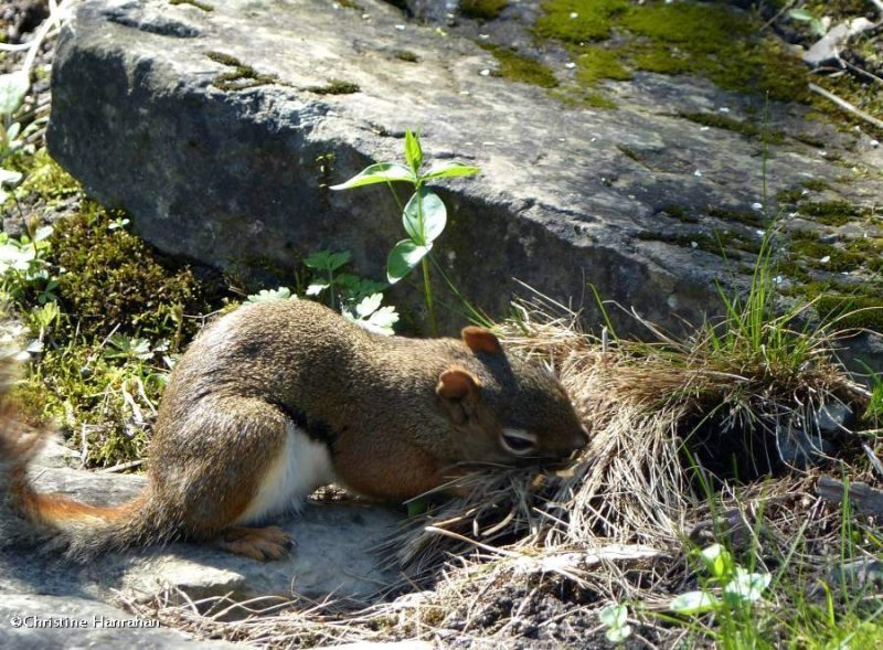 Red squirrel gathering nest material