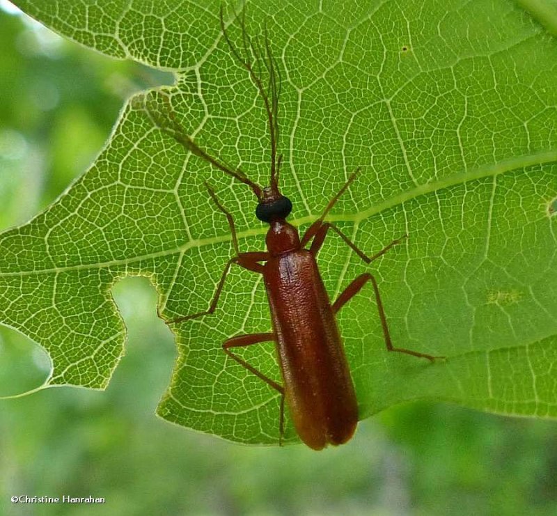 Fire-coloured beetle (Dendroides concolor), male
