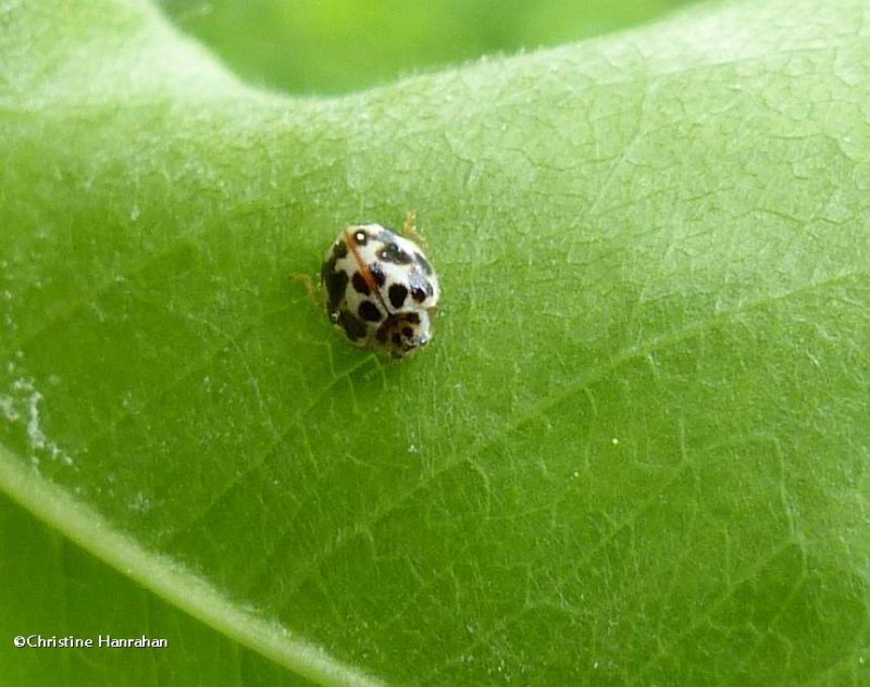 Twenty-spotted lady beetle  (<em>Psyllobora vigintimaculata</em>)