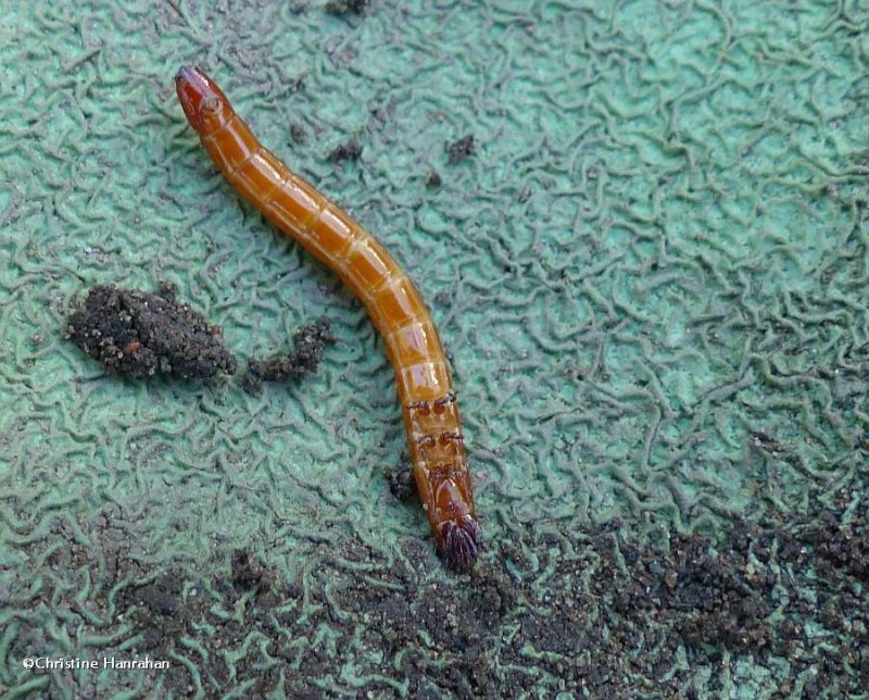 Wireworm (Click beetle larva) (Elateridae)