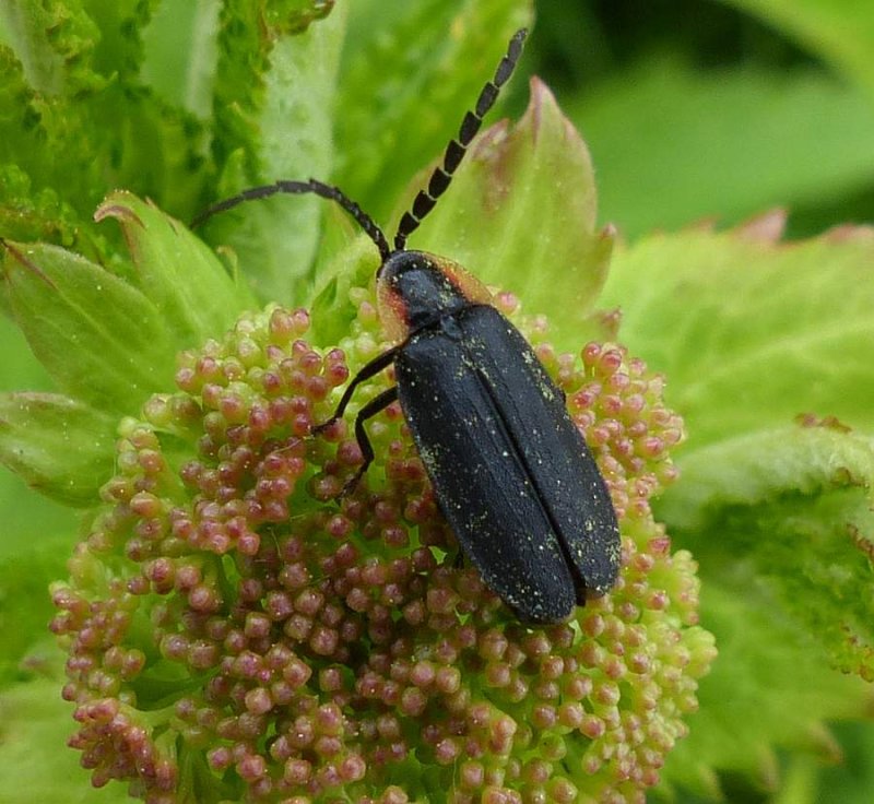 Black firefly (<em>Lucidota atra</em>)