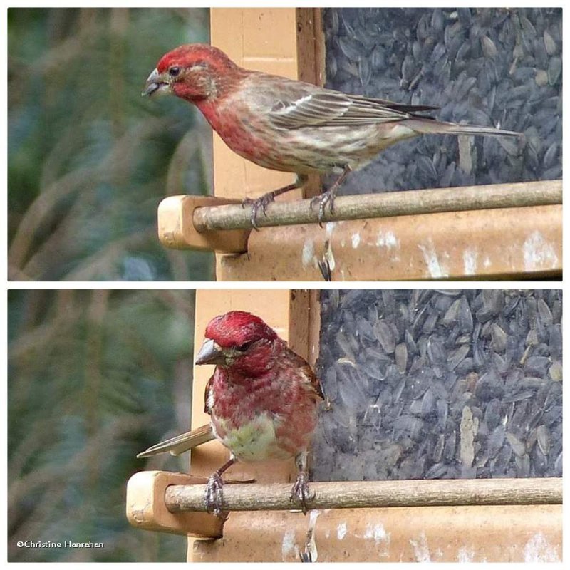 Two male finches
