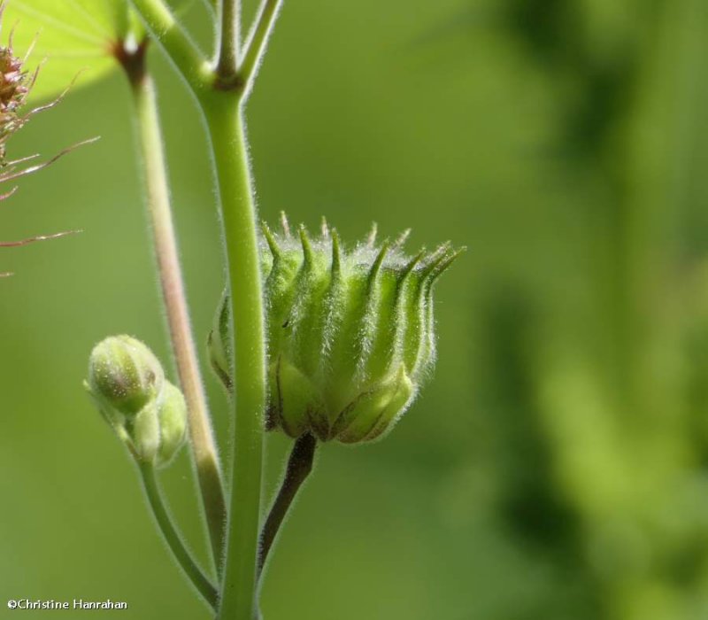 Velvetleaf   (Abutilon theophrasti)