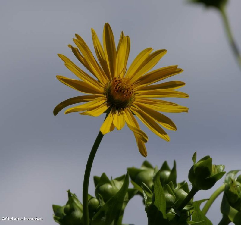 Cup plants (Silphium perfoliatum)