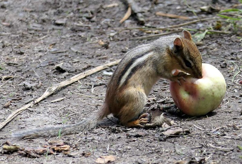 Eastern chipmunk  (Tamias striatus)