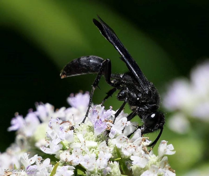 Great black digger wasp  (Sphex pensylvanicus)
