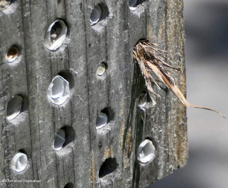 Grass-carrying wasp (Isodontia mexicana)