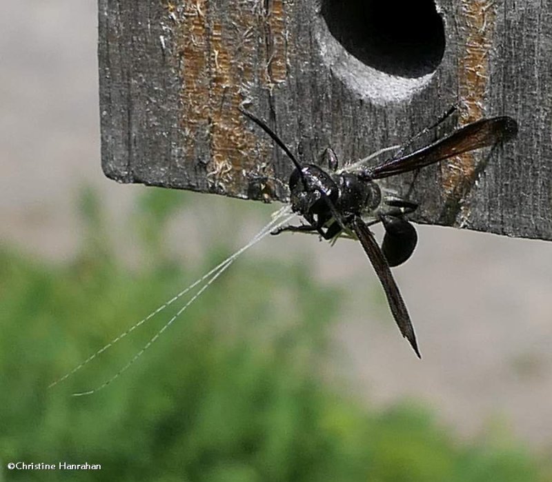 Grass-carrying wasp (Isodontia mexicana) with tree cricket