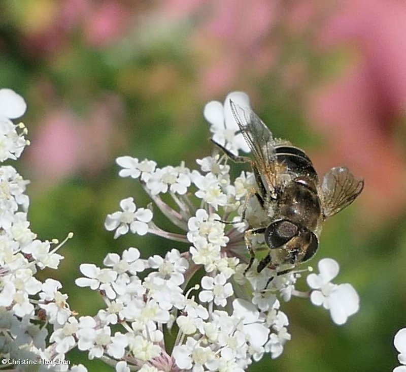 Hover fly (Eristalis)