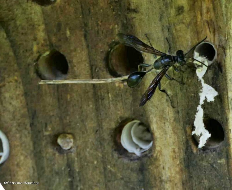 Grass-carrying wasp (Isodontia mexicana)