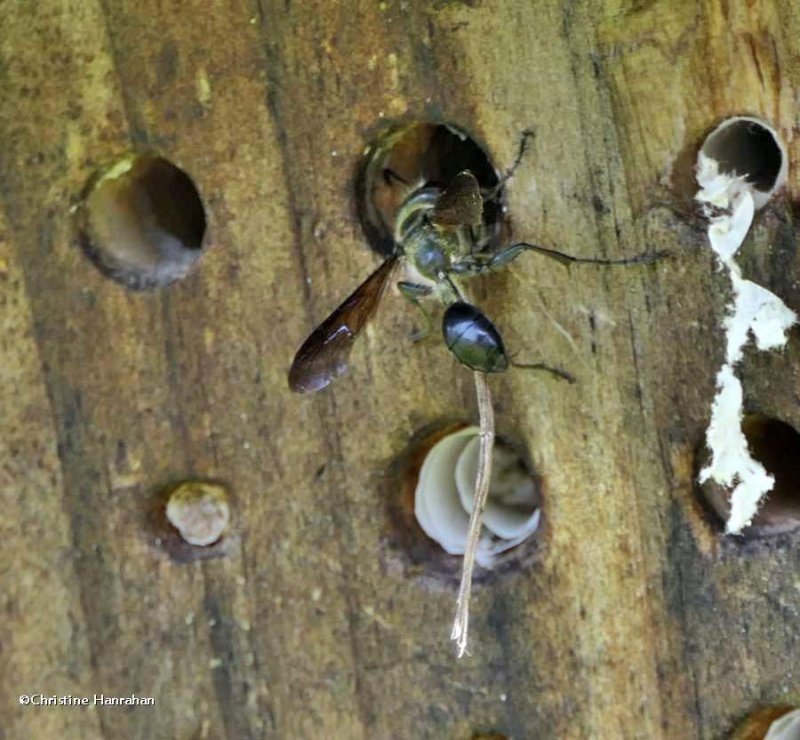 Grass-carrying wasp (Isodontia mexicana)